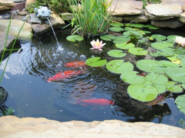 Donne poissons rouge de bassin : Au jardin d'ornement