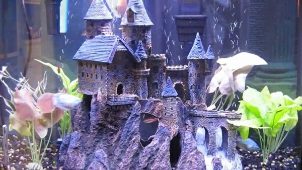 aquarium-design-chateau