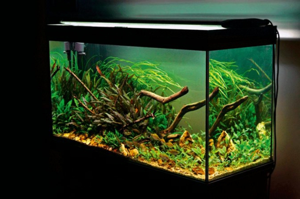 aquarium-design-simple-beau-0eclairage