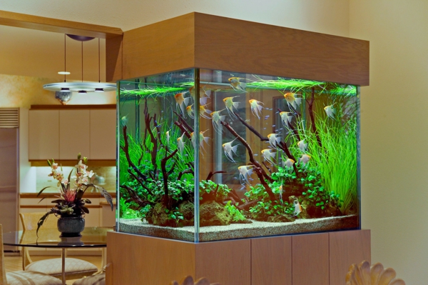 aquarium-design-simple-beau