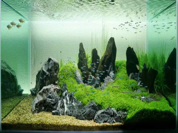aquarium-design-simple-eau-salee