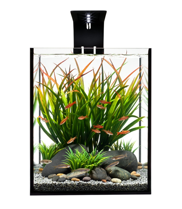 aquarium-design-simple-ecotoxique