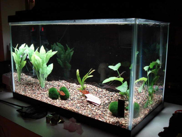 aquarium-design-simple-plantes