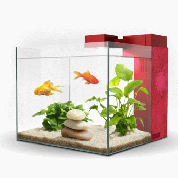 aquarium-design-simple-poissons-jaunes