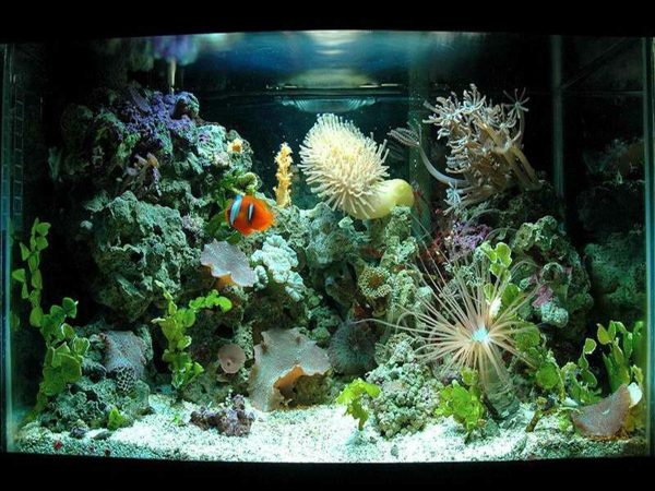 aquarium-design-simple-poissons-orange