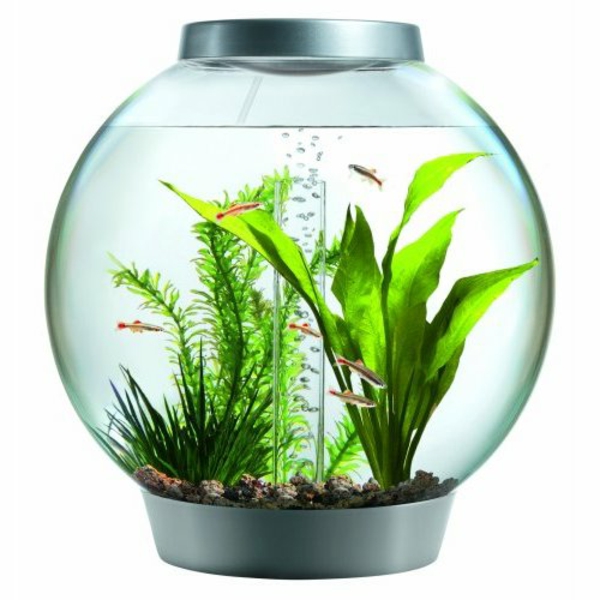 aquarium-design-simple-poissons-plantes