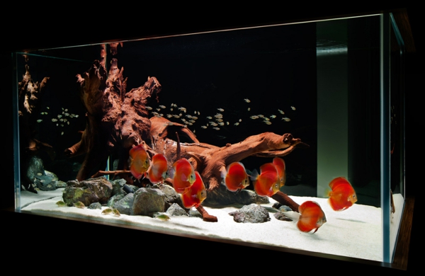 aquarium-design-simple-poissons-rouges