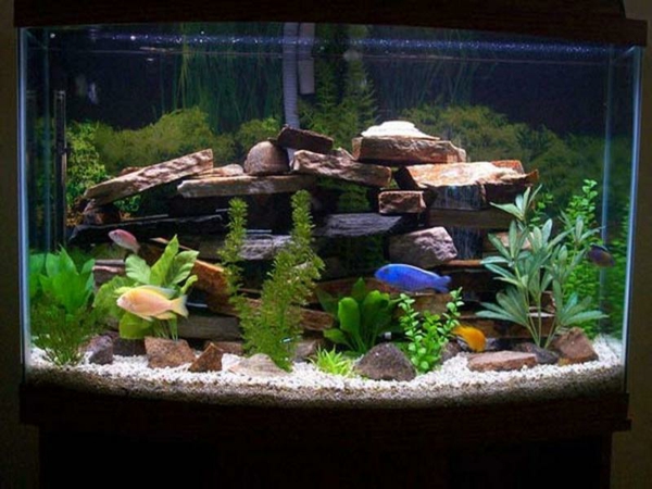 aquarium-design-simple-poissons