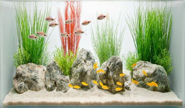 aquarium-design-simple