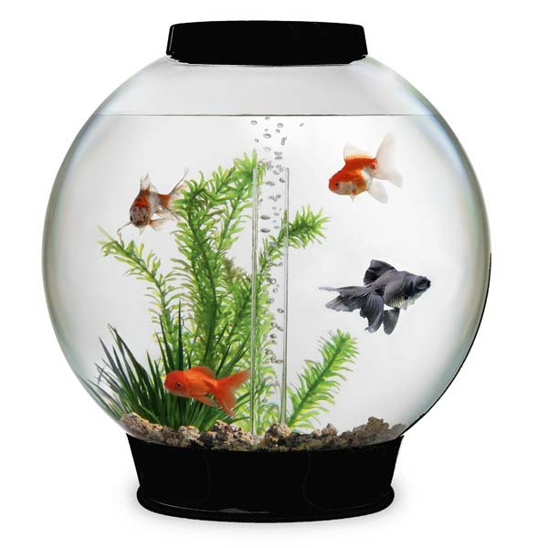 petit-aquarium-design-1rond