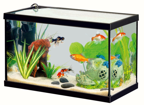 petit-aquarium-design-classique