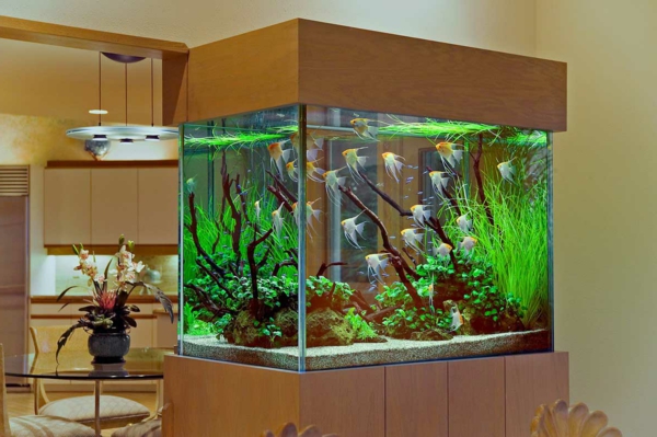 petit-aquarium-design-très-élégant