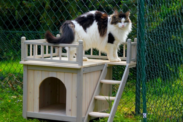 maisonnette-pour-chat-avec-terrasse