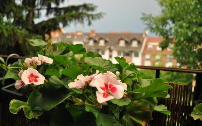 D Couvrir Comment Avoir Un Balcon Fleuri En Photos