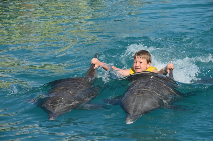 rencontre dauphins nice