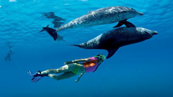 rencontre avec les dauphins en france