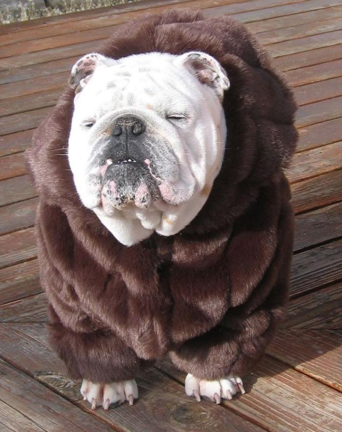 manteau-pour-chien-accessoires-pour-chiens