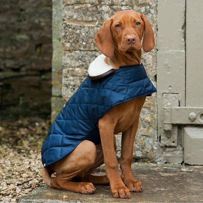 manteau-pour-chien-bleu-accessoire-pour-chien