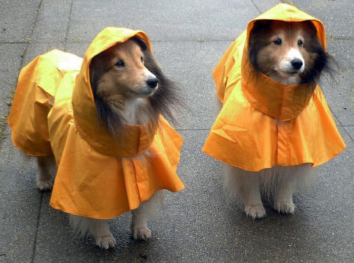 manteau-pour-chien-deux-jolis-chiens-avec-des-manteaux-de-pluie