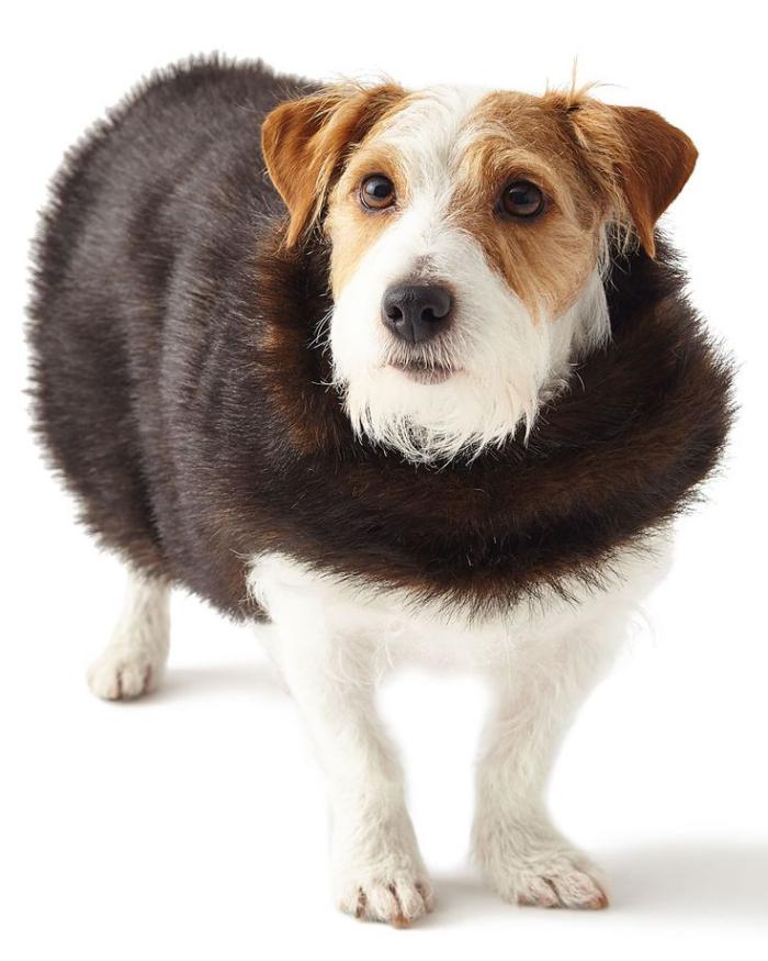 manteau-pour-chien-fausse-fourrure-marronne