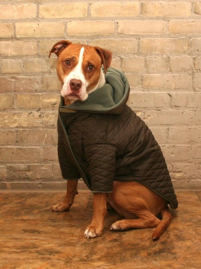 manteau-pour-chien-habiller-le-chien-en-beaux-vetements