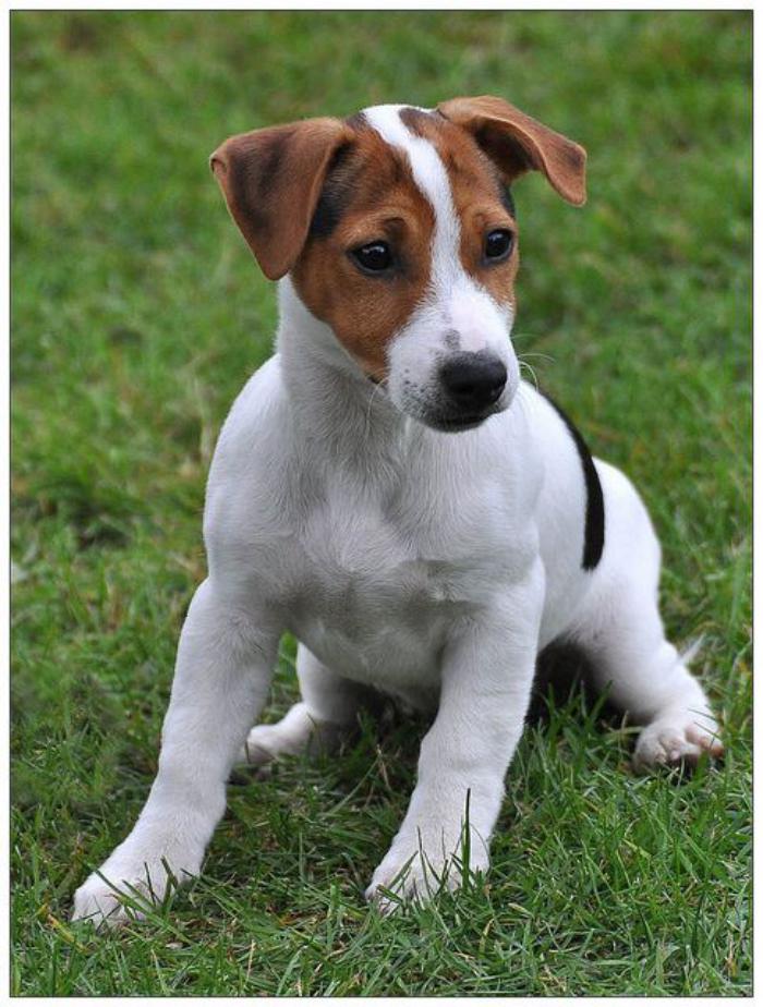 Le jack russell terrier un chien adorable que vous allez aimer tout