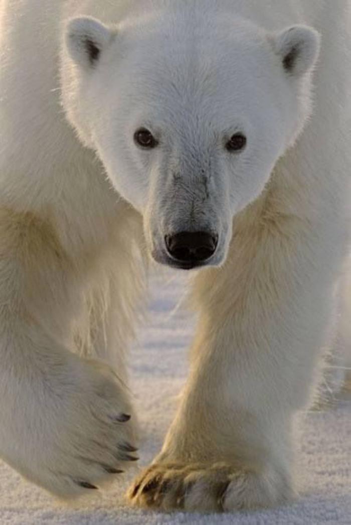 L'ours Polaire En 44 Photographies Uniques