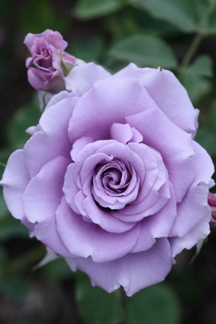 mauve fleur couleur des alpes couleur violette pensee fleur violet claire