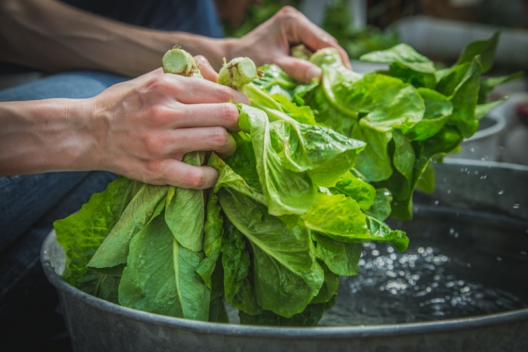 Astuces Et Techniques Simples Pour Conserver La Salade Toujours Aussi