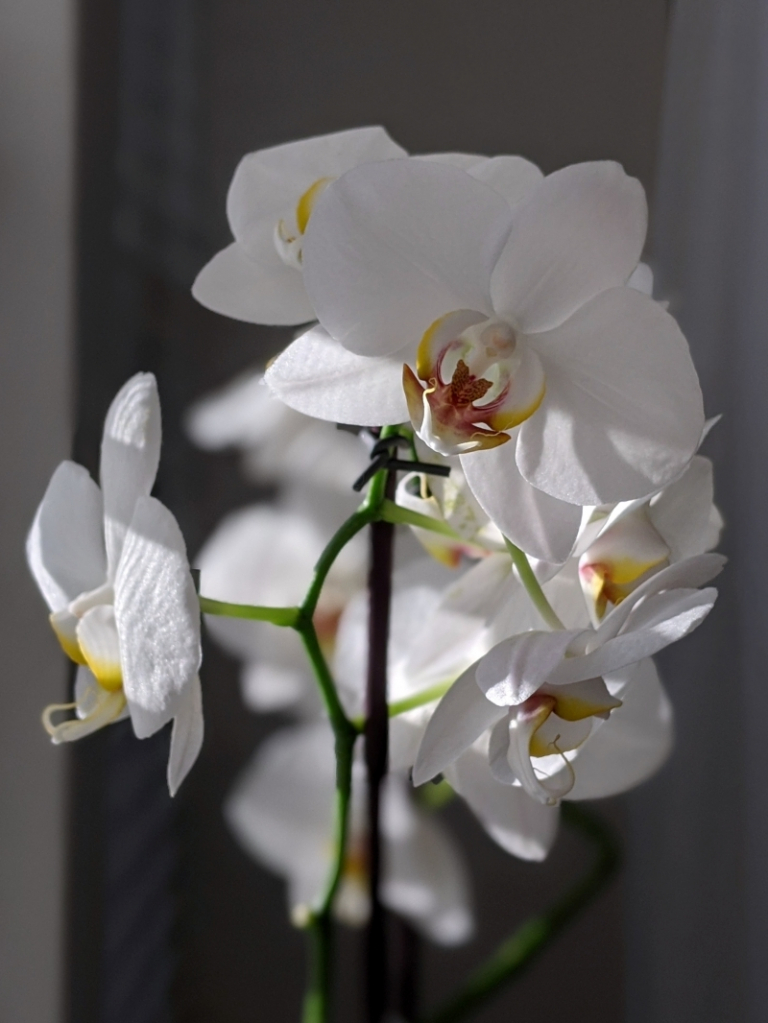 Comment Faire Refleurir Une Orchid E Voici Les Secrets