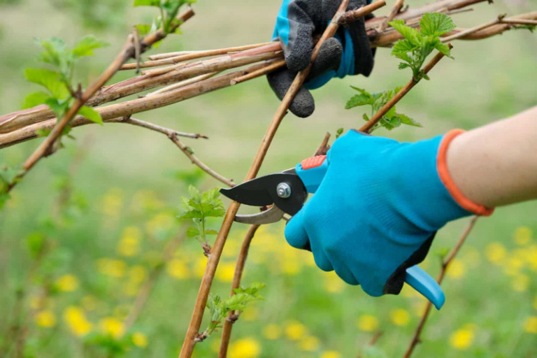 Taille Des Framboisiers Le Guide Complet