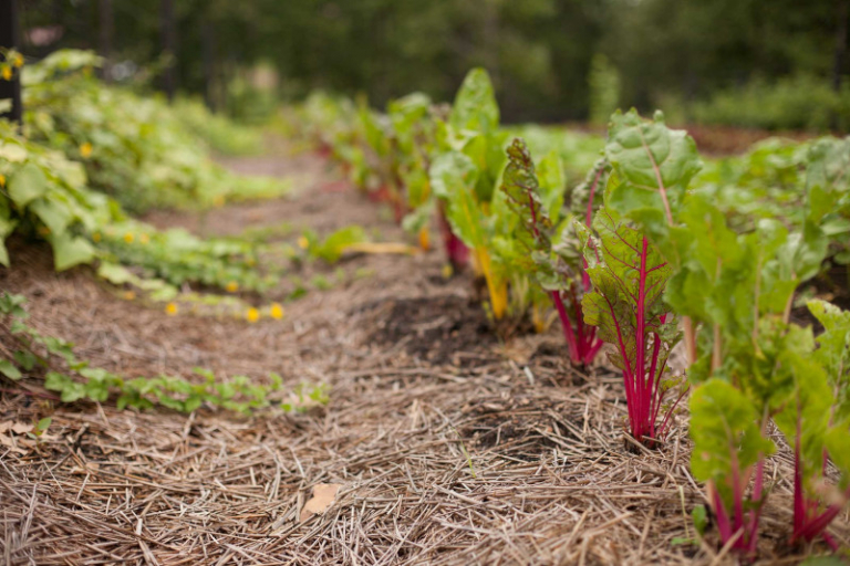 Que Planter En Avril Au Potager Le Guide Complet