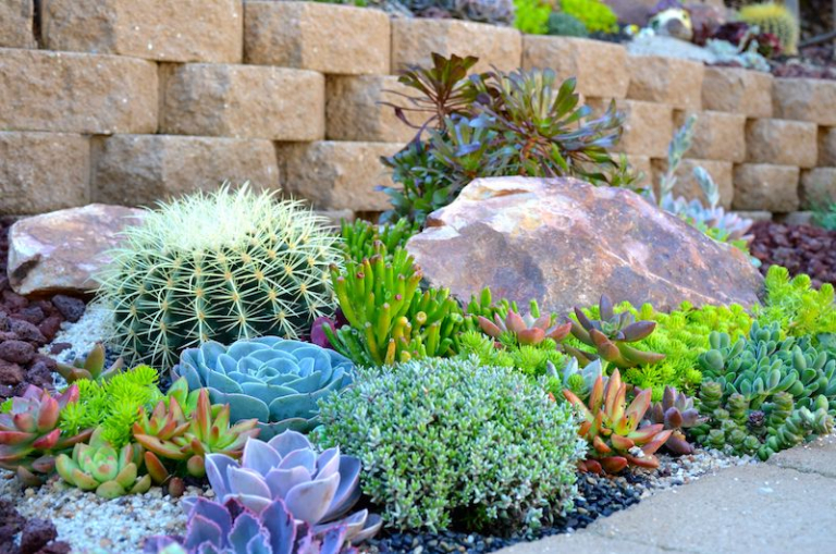 Voici Les Meilleures Plantes Grasses Rustiques Pour Rocaille Sans Entretien