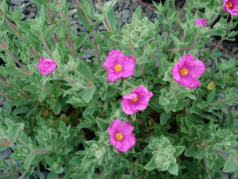 Quelles Plantes Vivaces Rustiques En Plein Soleil Sans Arrosage Choisir