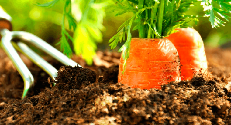 Comment Bien Soccuper De Ses Carottes En Avril Pour Avoir Une