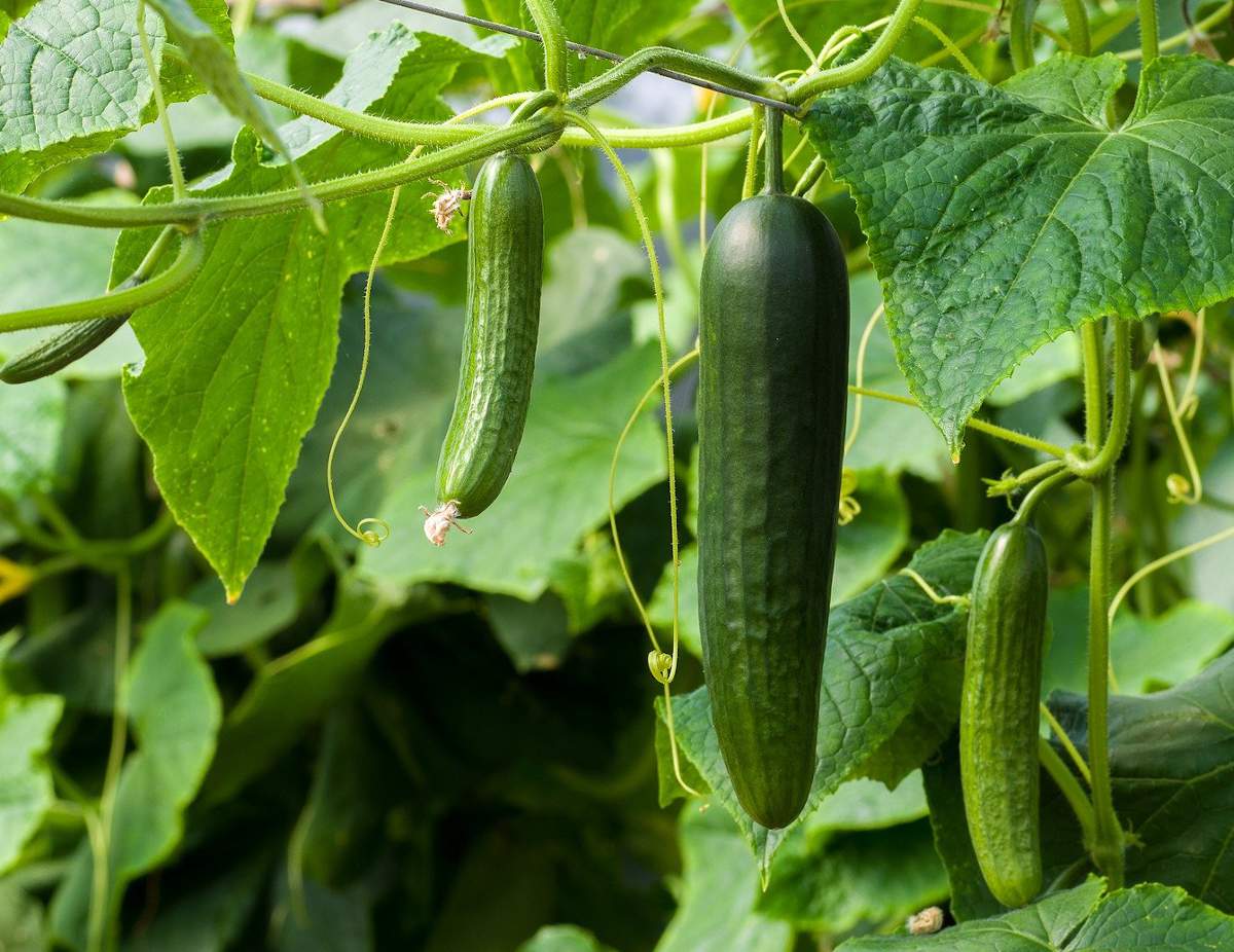 Quelles plantes associer avec les concombres Liste complète pour avoir une récolte magnifique