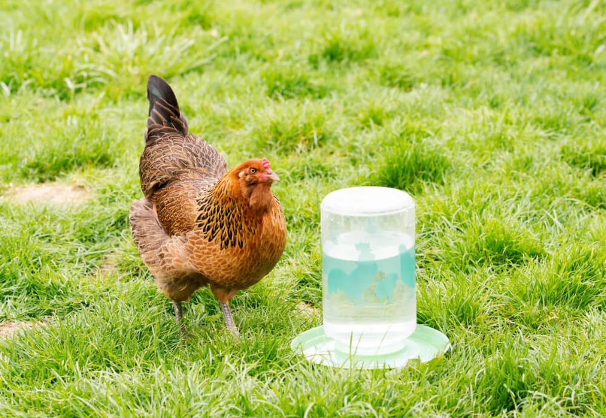 Comment fabriquer un abreuvoir pour poule 2 pas à pas simplistes et