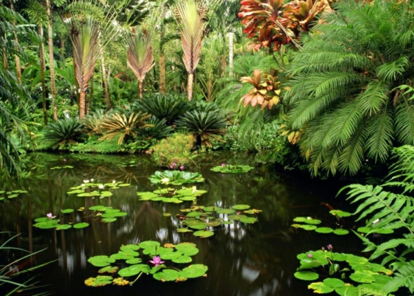 Bassin-de-jardin-Tropical-nénuphares