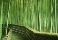 La palissade bambou japonaise – confortable et pratique