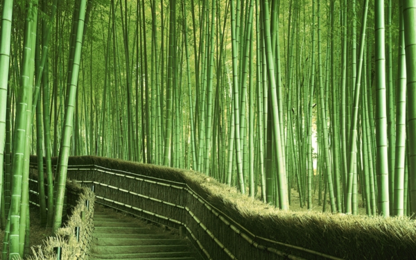 ???? (Bamboo Along Staircase, Saga, Kyoto Prefecture, Japan)