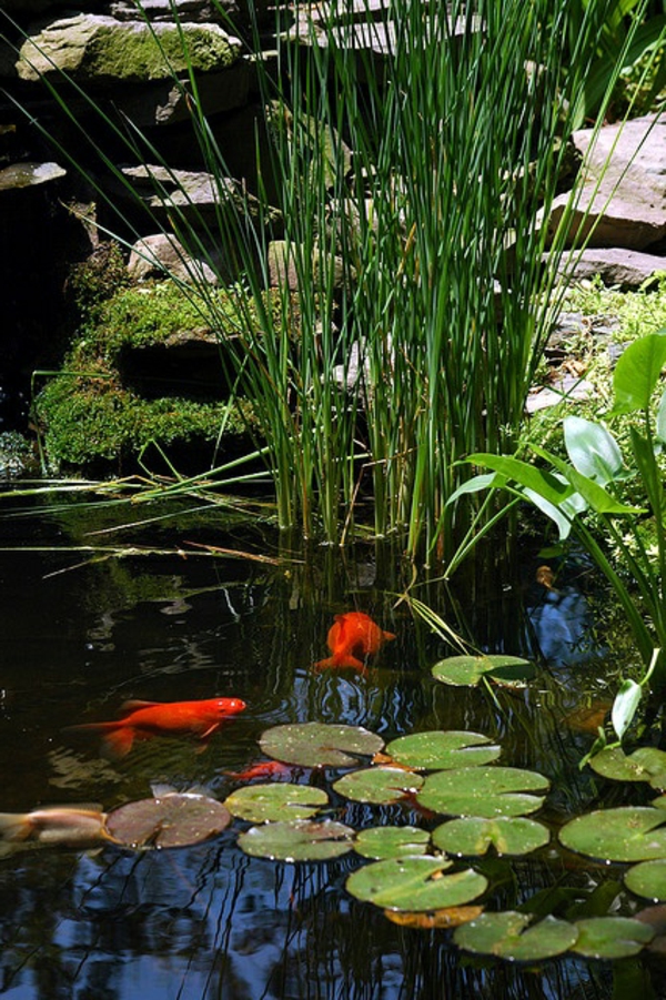 petit-bassin-lac-préformé-plantes-petit