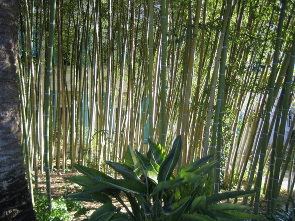 vivant-palissade-bambou