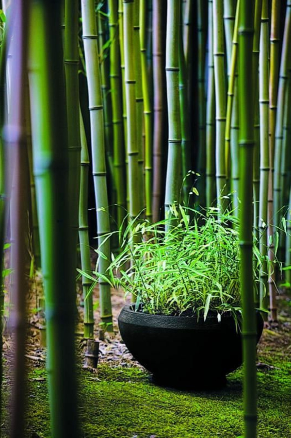 bambou-original-jardin-japonais