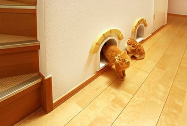 chat-de-maison-design-et-architecture-
