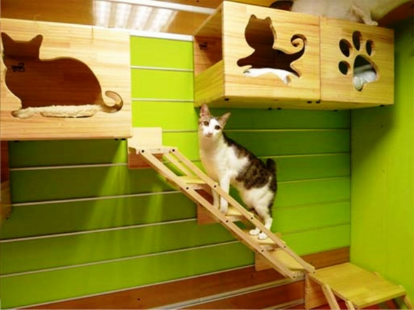 chat-d'intrieur-escalier-lit-mur-vert