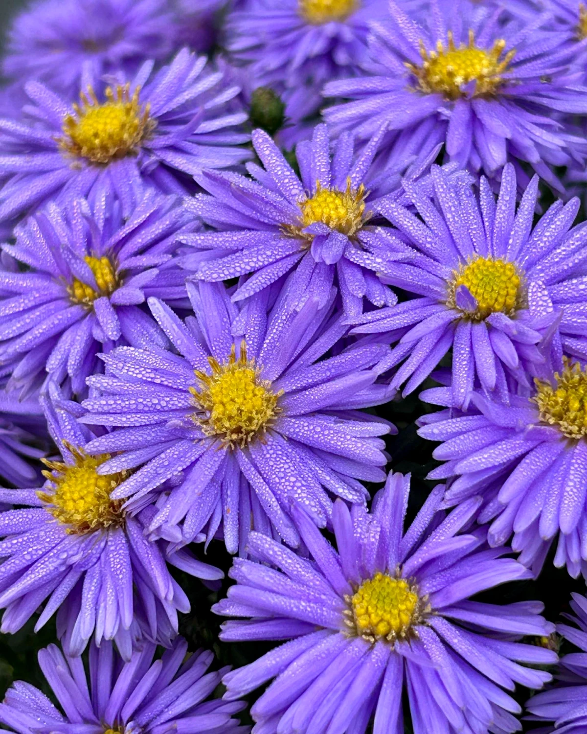 asters couleurs violettes grosses fleurs
