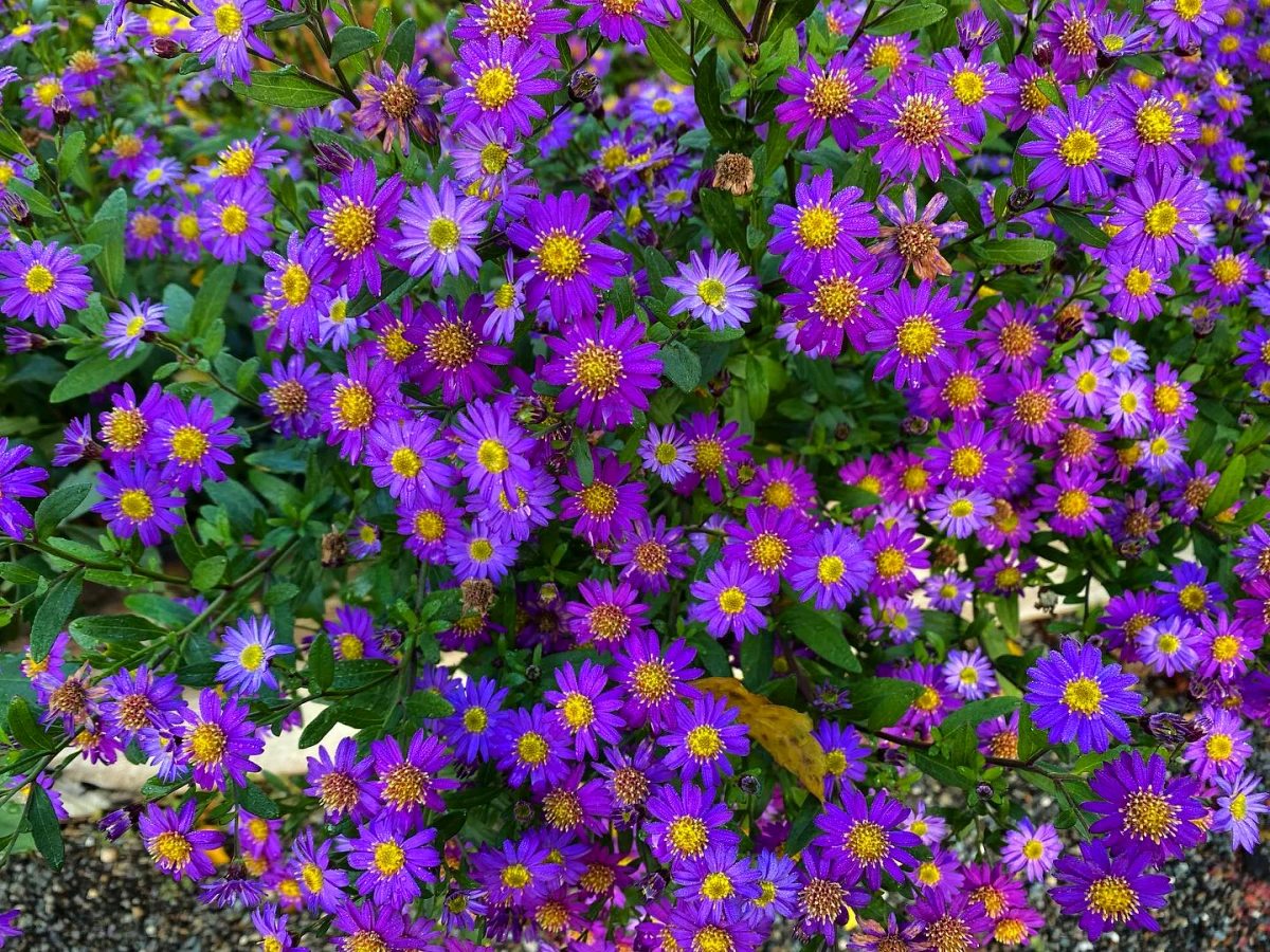 asters pour une haie fleurie en automne fleurs bleues violettes feuilles vertes