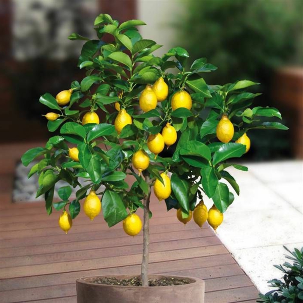 bonsai-arbre-citrons