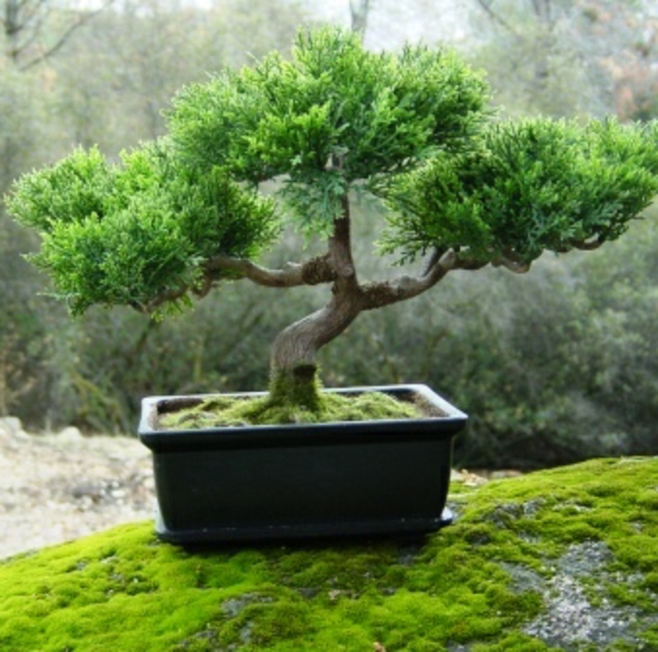 bonsai-arbre-inspirant-zen