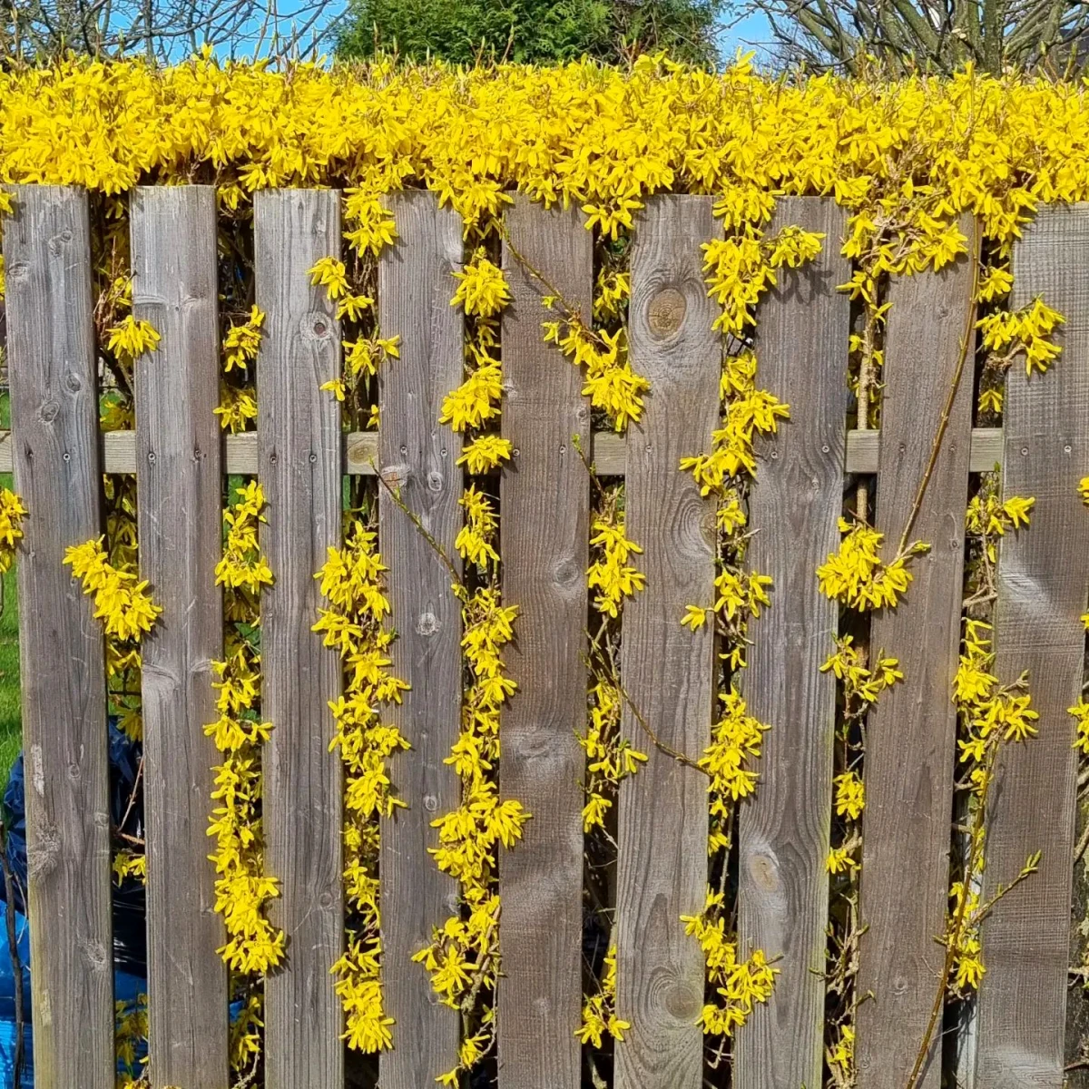 forsythia contre un mur en bois fleurs jaunes